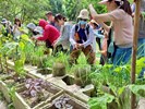 青蔥有機裁植介紹